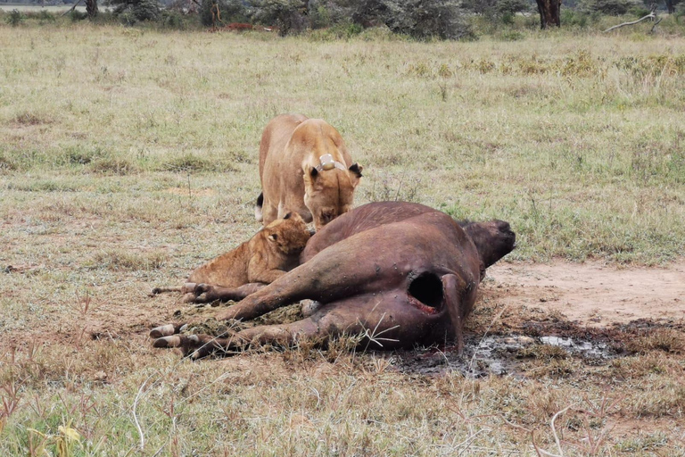 Från Nairobi: 3-dagars safari i nationalparken Amboseli