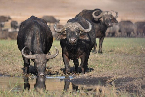 Nairobi National Park: Small-Group Sunrise Game Drive Safari