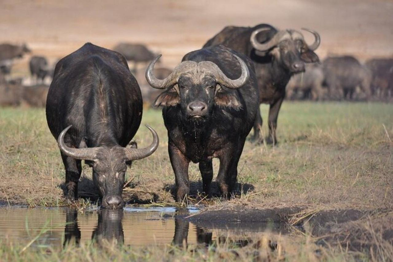 Nairobi National Park: Small-Group Sunrise Game Drive Safari