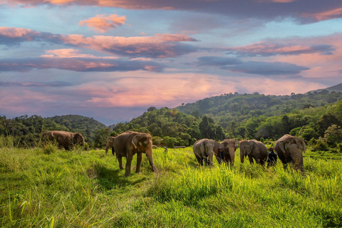 Phuket : Visite à pied et nourrissage au parc naturel des éléphants éthiques