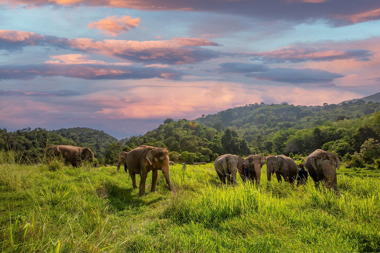 Phuket: Walk and Feed Ethical Elephant Nature Park Tour