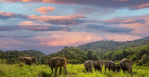 Phuket: Bukit Elephant Park Sanctuary Walk and Feed Tour