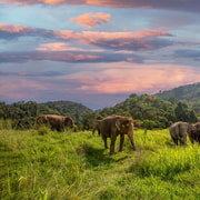 Phuket: Bukit Elephant Park Sanctuary Walk and Feed Tour