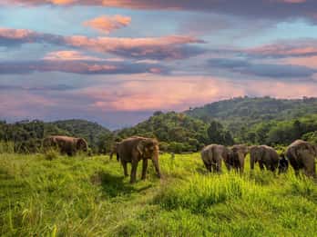 Phuket: Excursão a pé e alimentação no Santuário Bukit Elephant Park