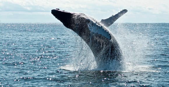 Sydney: Whale Watching Walk in Bondi with Aboriginal Guide
