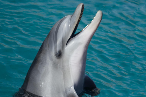 Miami: avistamiento de delfines y fauna desde Bayside