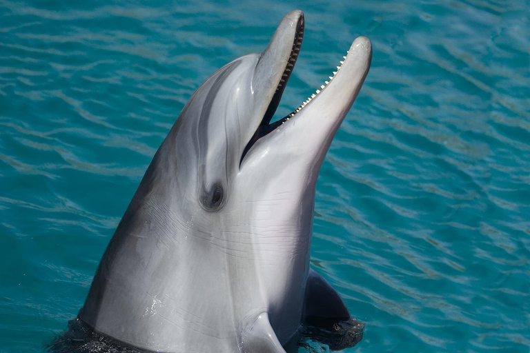Miami: avistamiento de delfines y fauna desde Bayside