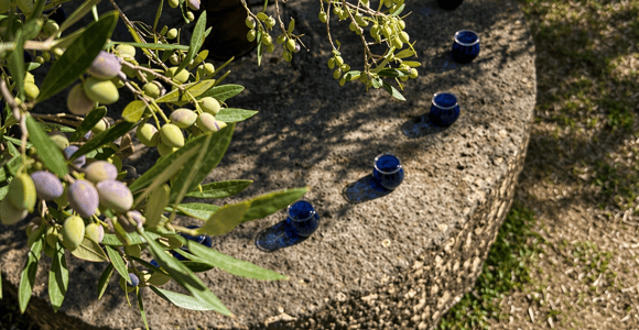 North Corfu: Olive Tour with Olive Oil Tasting and Mezze