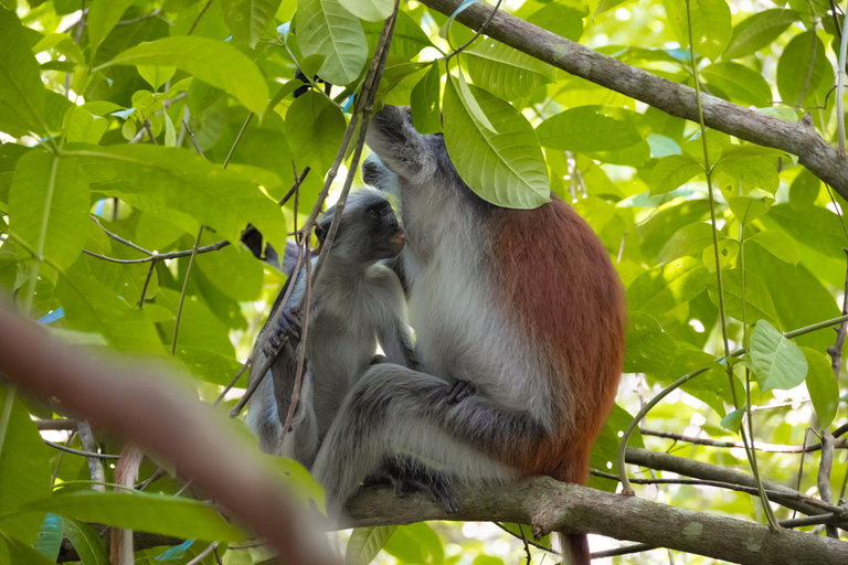Zanzibar: Jozani forest and Salaam Cave Swim with turtles