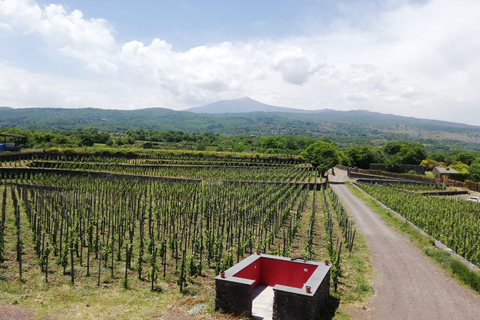 Visite des vignobles avec dégustation de vins