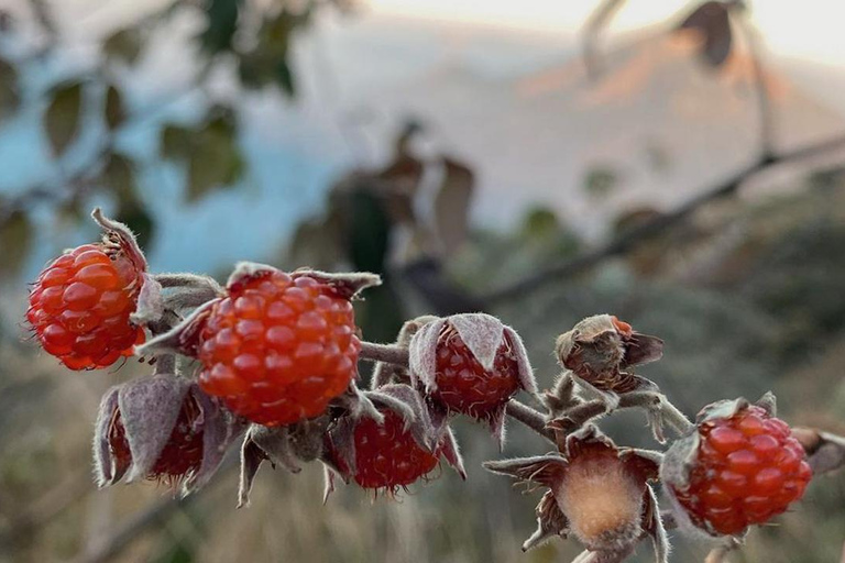 Monte Sumbing: un'epica avventura di trekking e campeggioSumbing: escursione di 1 giorno con NepalVanJAVA / pernottamento con Garung