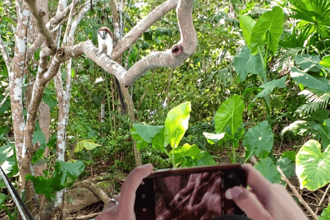 Panama: Monkey Island Boat Tour