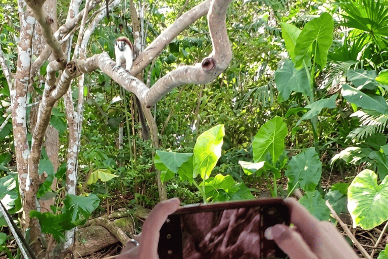 Panama: Monkey Island Boat Tour