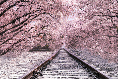 Seoul: Jinhae or Chasing Cherry Blossom &amp; Spring Flower TourChasing Cherry Blossom Tour, Meet at Hongik University St