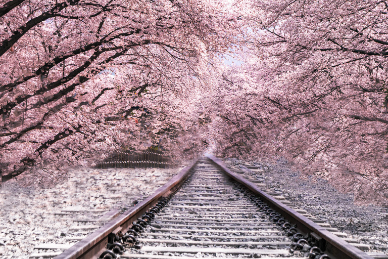 Seoul: Jinhae or Chasing Cherry Blossom &amp; Spring Flower TourChasing Cherry Blossom Tour, Meet at Hongik University St