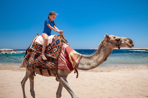 Agadir: Paseo en camello con té y traslados