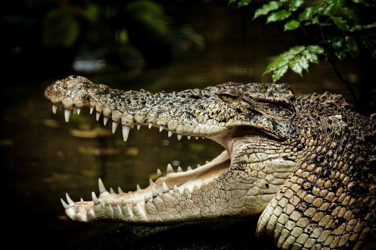 Port Douglas: Half Day Tour - Mossman Gorge & Daintree River