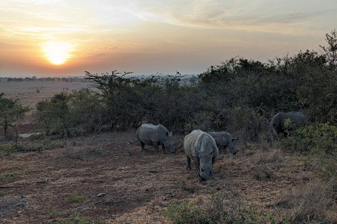 Nairobi National Park: Early Morning or afternoon adventure Early morning game drive in a Landcruiser JEEP