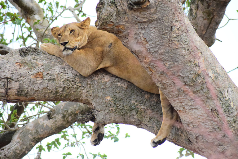 7-dniowe safari z szympansami i gorylami w Ugandzie