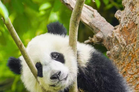 Chengdu: Giant Panda Breeding Research Base Ticket Chengdu: Giant Panda Base Entry Ticket