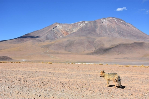 2-tägige Rundreise von Chile zu den Uyuni Salt Flats