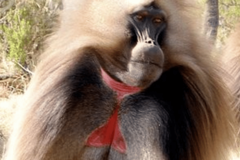 Entdecke Bule nile und die Portugal-Brücke.