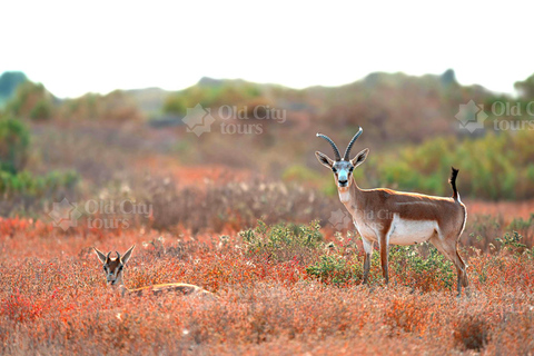 Shirvan Eco-Tour: Gazelles, Birdwatching & Village Lunch Private tour