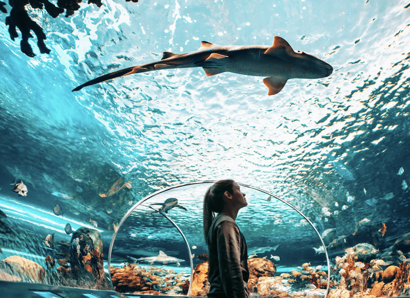 Ripley's Aquarium: Adgang til hajer efter mørkets frembrud (efter kl. 17)