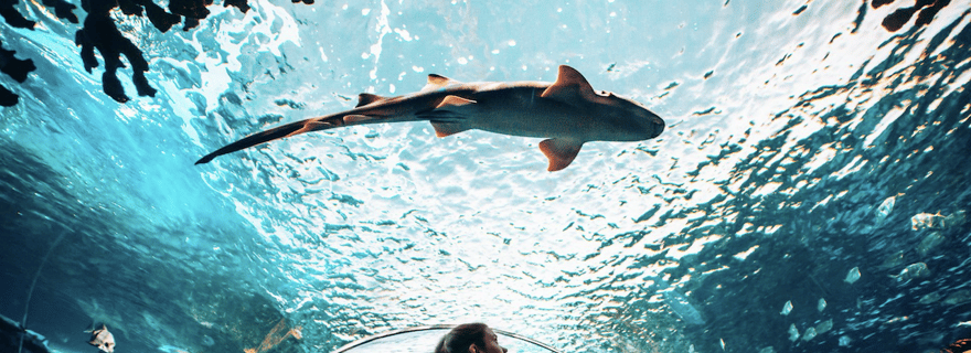 Toronto: Biglietto d'ingresso per il Ripley's Aquarium of Canada