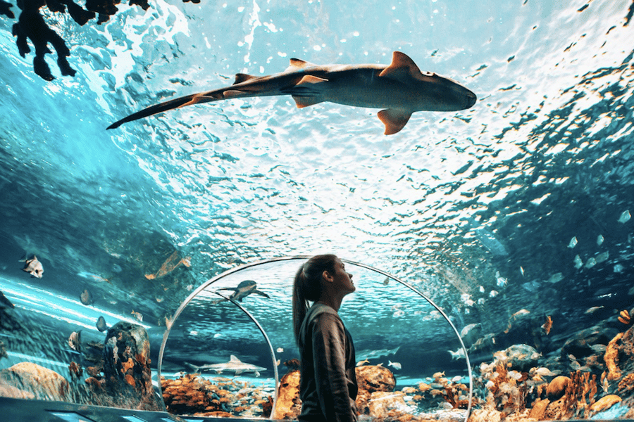Toronto: Eintrittskarte für Ripley's Aquarium of Canada. Foto: GetYourGuide
