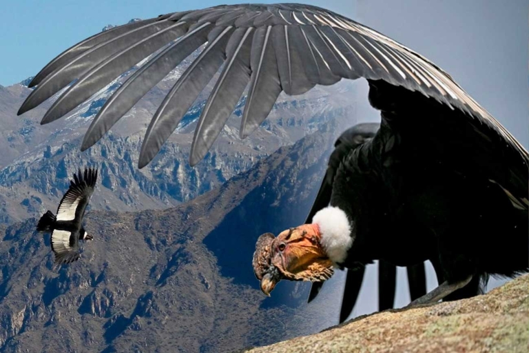 Arequipa : Colca Canyon - Excursion guidée d'une journée - Vol en Condor - Excursion guidée d'une journée - Vol en Condor - Excursion guidée d'une journéeVol du condor à Arequipa