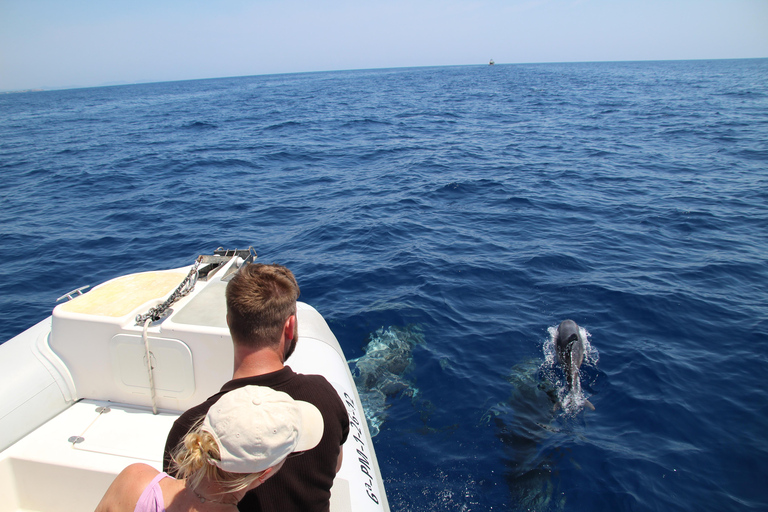 Cala d'Or: Dolphin sightseeing tour with dolphin watching Cala d'Or: Sightseeing tour with dolphin watching