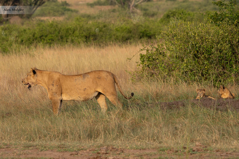 From Entebbe: 3-Day Queen Elizabeth National Park Safari