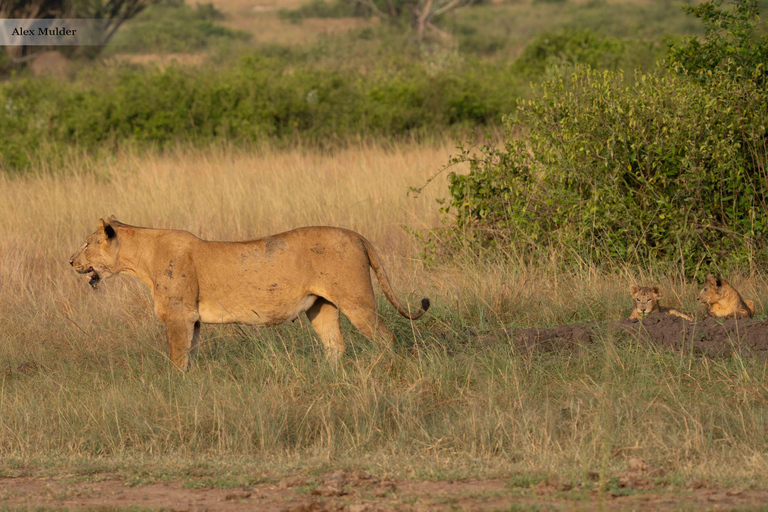 From Entebbe: 3-Day Queen Elizabeth National Park Safari