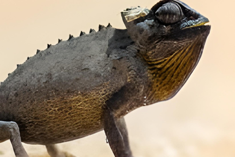 Côte des squelettes : visite guidée de Cape Cross et Henties BayCôte des squelettes : Cape Cross et Henties Bay - Visite guidée