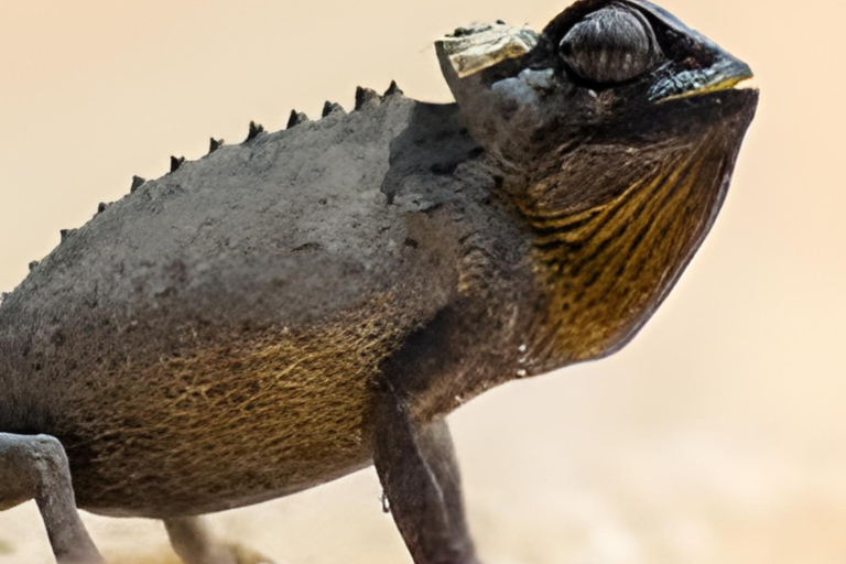 Côte des squelettes : visite guidée de Cape Cross et Henties BayCôte des squelettes : Cape Cross et Henties Bay - Visite guidée