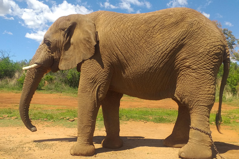 The Elephant and Monkey Sanctuary.