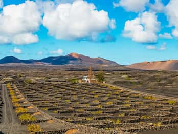 Arrecife: Timanfaya and Green Lagoon for Cruise Passengers