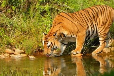 From Kathmandu: 7-Day Chitwan Safari & Pokhara Tour