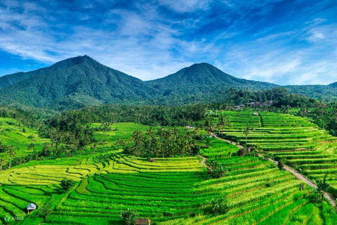 North of Bali: Private Tour with UNESCO World Heritage site Private Tour : Ticket Included