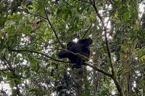 Safari de 5 jours avec trekking pour les chimpanzés et les gorilles.