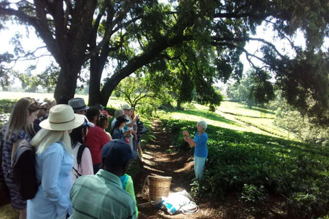 Tea Farm From Nairobi (Kiambethu)