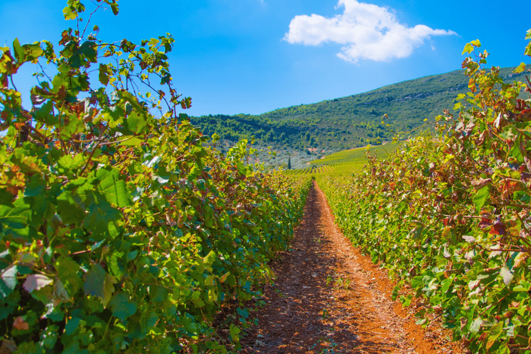 Visite privée de luxe : Sites antiques de Némée et dégustation de vin
