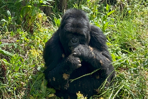 Experiencia de senderismo de 4 días por los gorilas de Ruanda y Uganda