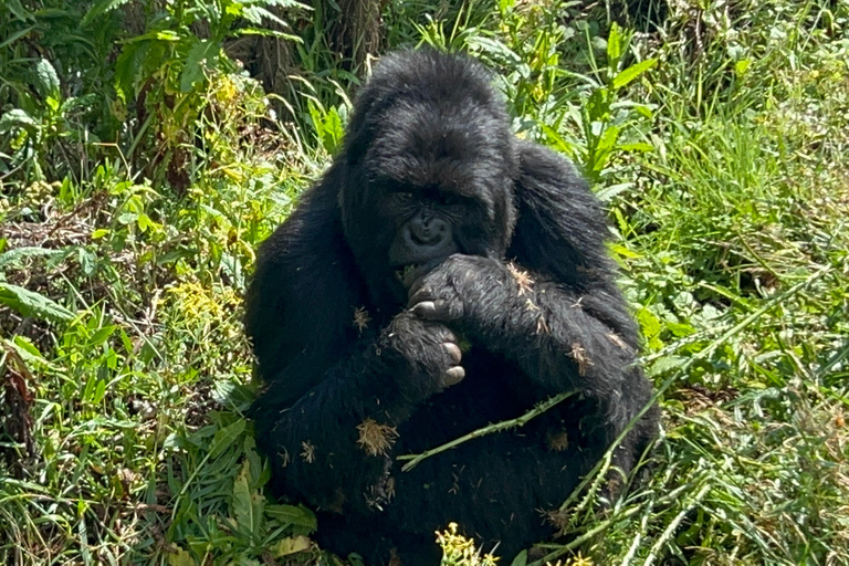 Experiencia de senderismo de 4 días por los gorilas de Ruanda y Uganda