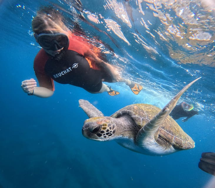 Sea turtle in Tenerife waters