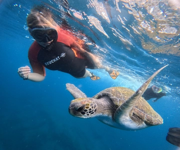 Tenerife: Snorkeling Trip in a Turtle Habitat