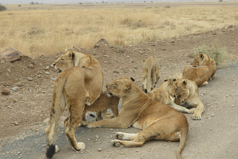 Private Nairobi National Park Drive in 4*4 landcruiser