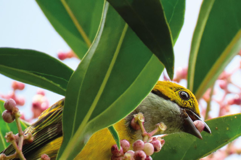 Boquete: Birdwatching in the wild, Chiriquí Boquete, Chiriquí: The charm of birds
