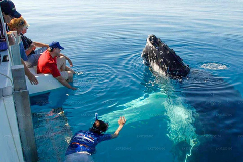 Depuis Galle : Observation des baleines le matin à Mirissa